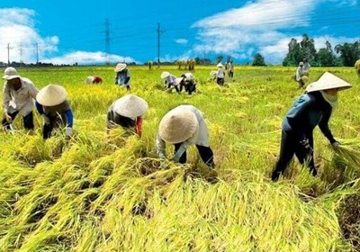 VĂN MINH LÚA NƯỚC VIỆT NAM 1